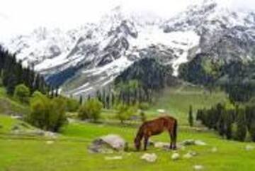 images/kasmir1.jpg