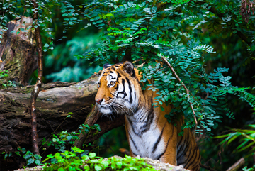 odisha_wild_life_tour_.jpg